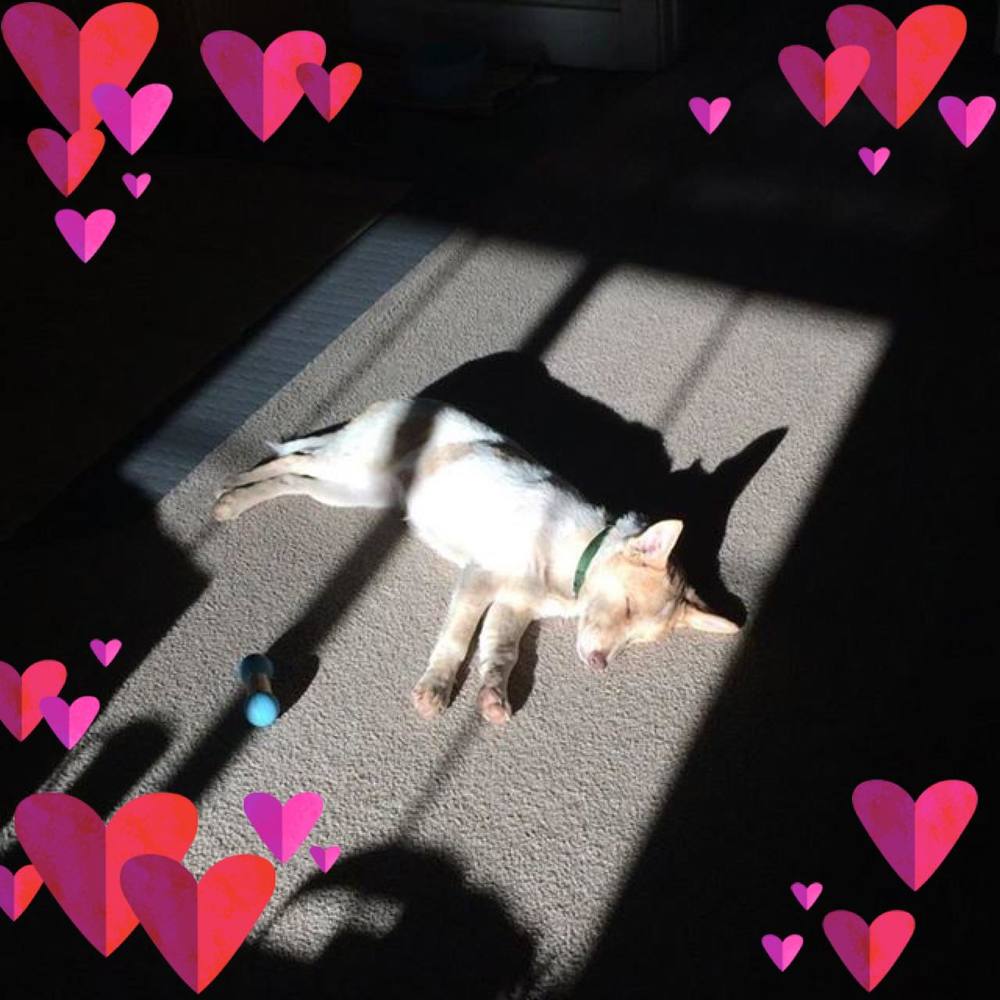 Meet your Posher, Pete